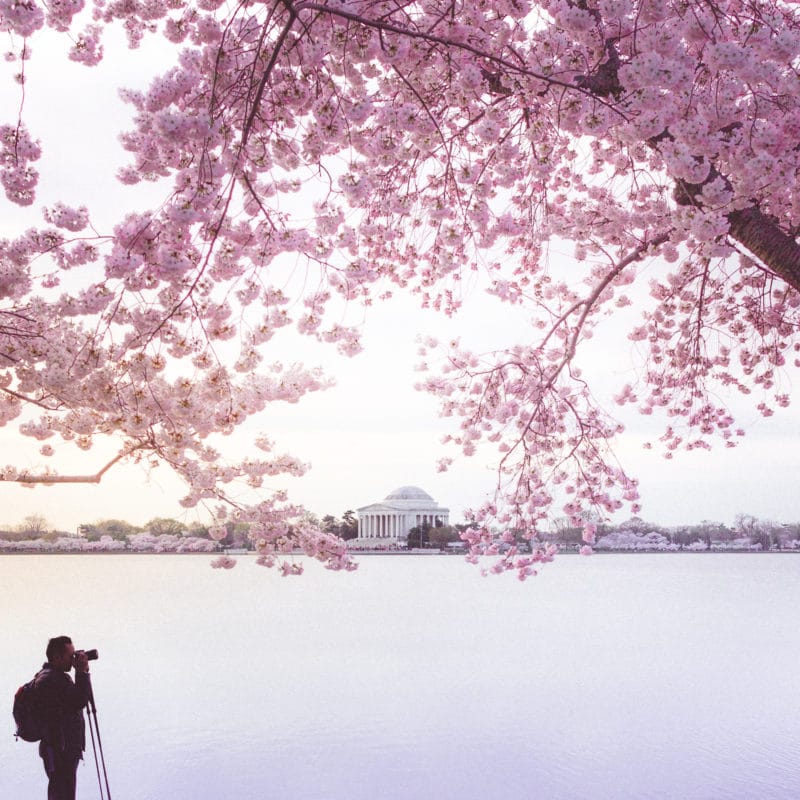 Cherry Blossoms Sunrise Photographer